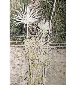 Dracaena marginata